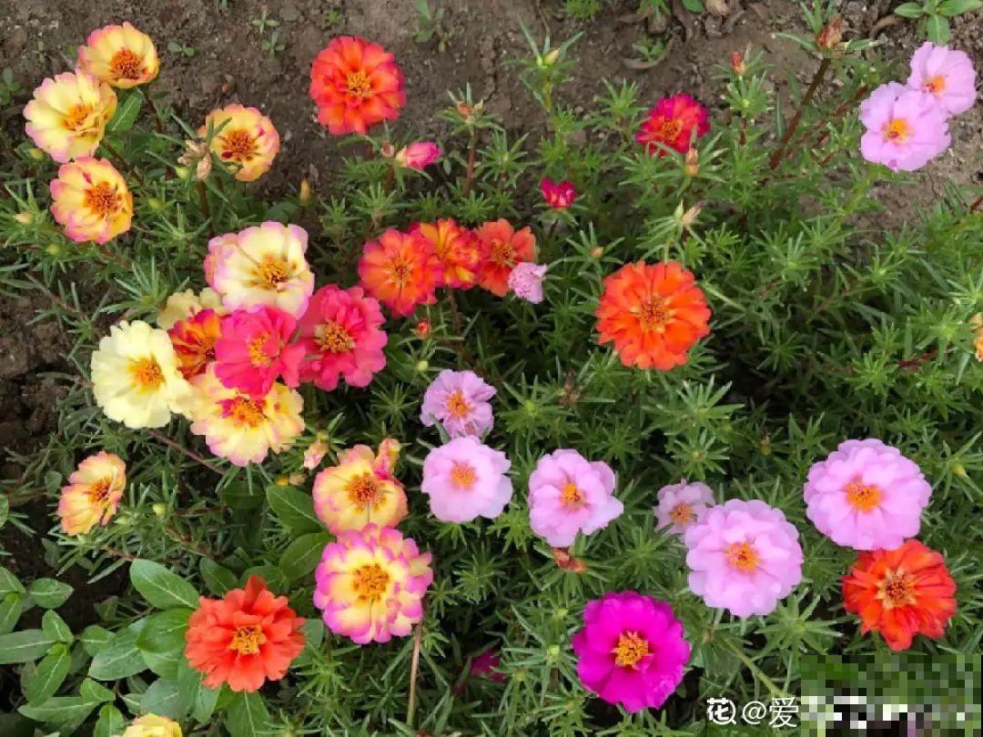三伏天超美的10种花,妥妥的“开花楷模”,你养了几种? 三伏天超美的10种花,妥妥的“开花楷模”,你养了几种?