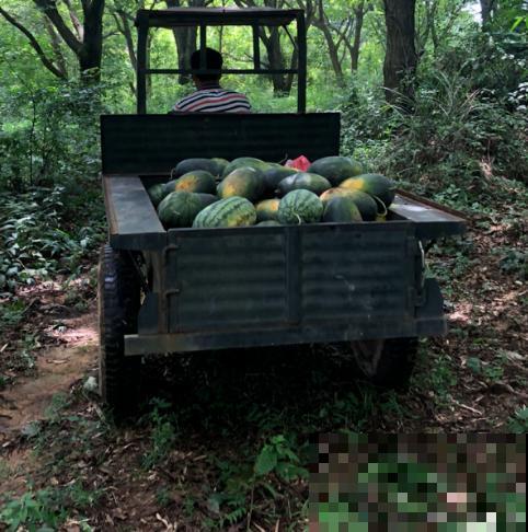 买西瓜还只会敲？用这3种方法，挑走全场最甜西瓜