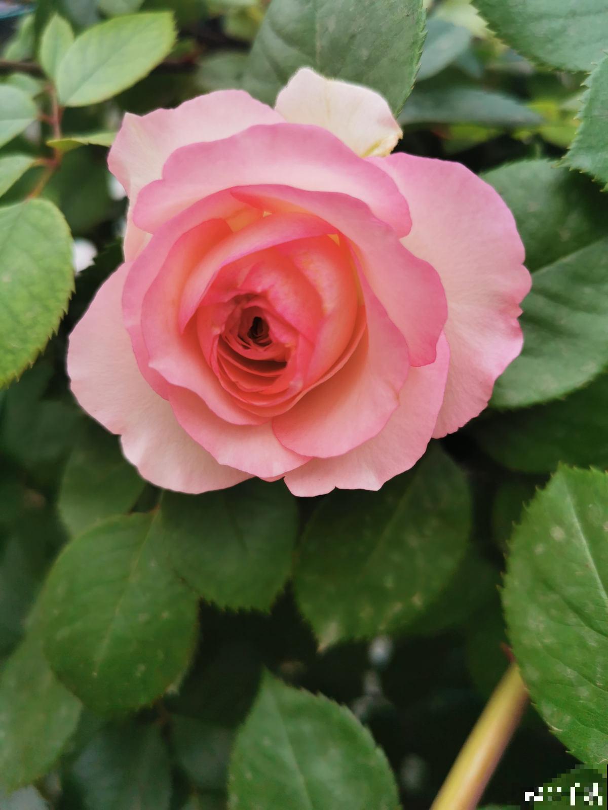 养月季单株不过瘾，简单做好5步，满墙都是月季花