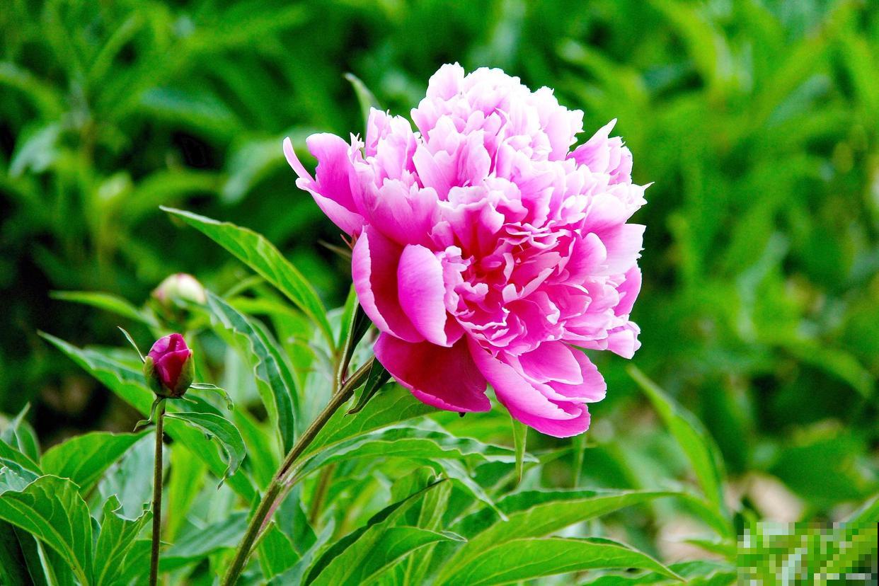 芍药这么美，为啥还被称为“鬼花”？