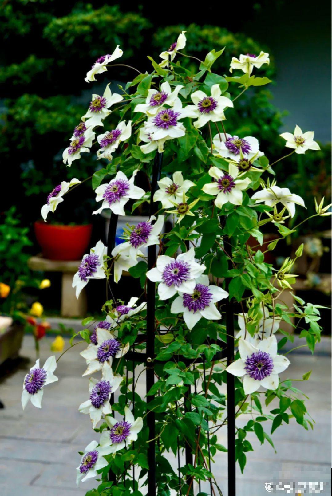 有个小院种种花，听风看雨，满眼花木