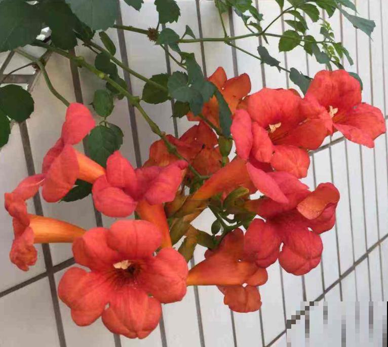 院子里养棵凌霄花,嗖嗖爬上墙,满枝条都是花 院子里养棵凌霄花,嗖嗖爬上墙,满枝条都是花