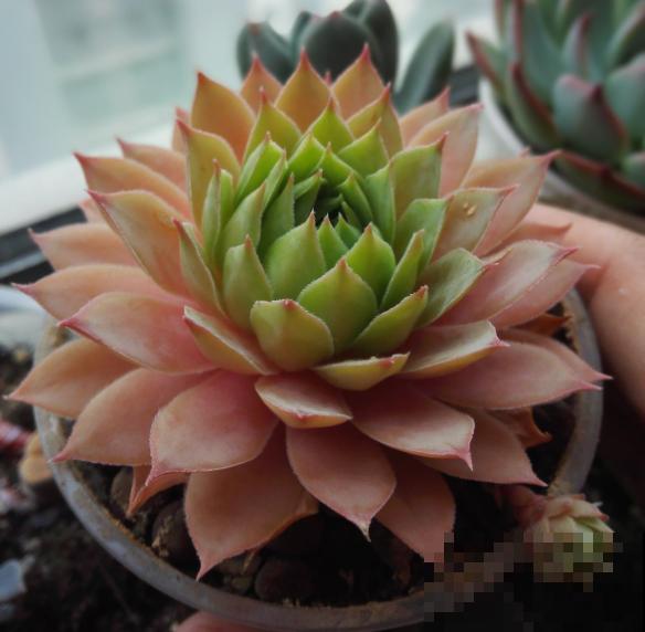 多肉“摊大饼”，解决这3点，叶片挺拔还肥大