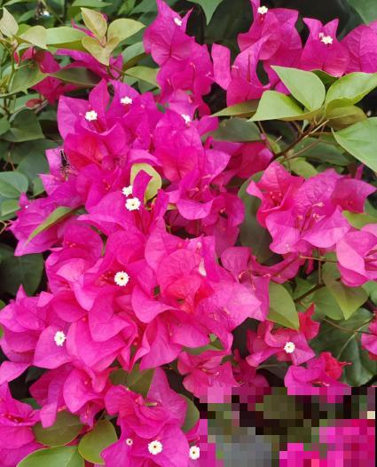 80种常见植物图解，出门识花不求人，倍儿有面子