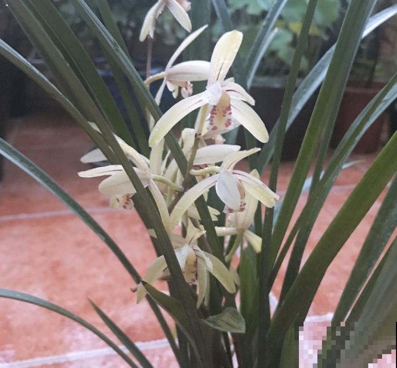 公认的“必死花”，买过“N”次都养不好，实在是太难养了！