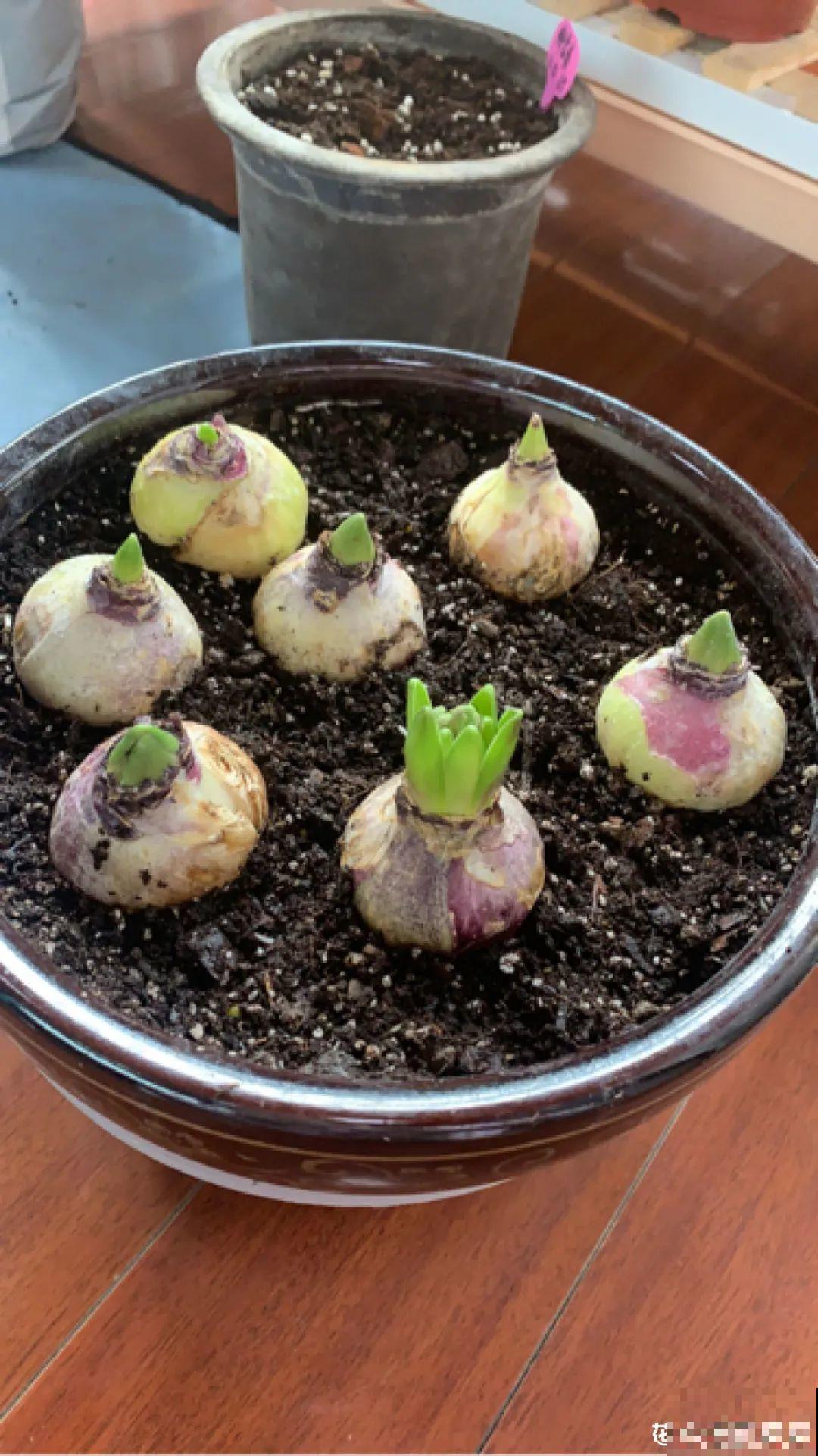 土里种个“洋葱球”,开出美艳花,香味飘满屋 土里种个“洋葱球”,开出美艳花,香味飘满屋