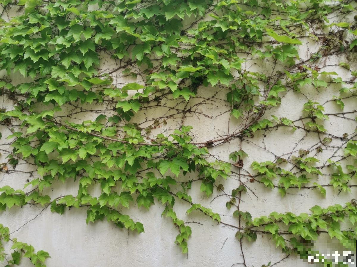 墙面大改造！种上4种爬墙花，我家的院墙成了拍照景点……