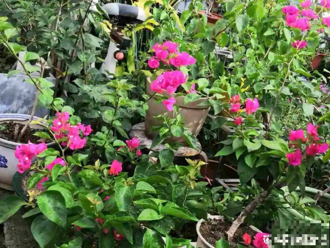 天台花园VS低层庭院,哪里养花更方便? 天台花园VS低层庭院,哪里养花更方便?