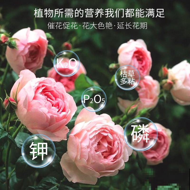 4种北方植物，养养就爆盆，在南方反而不易养好