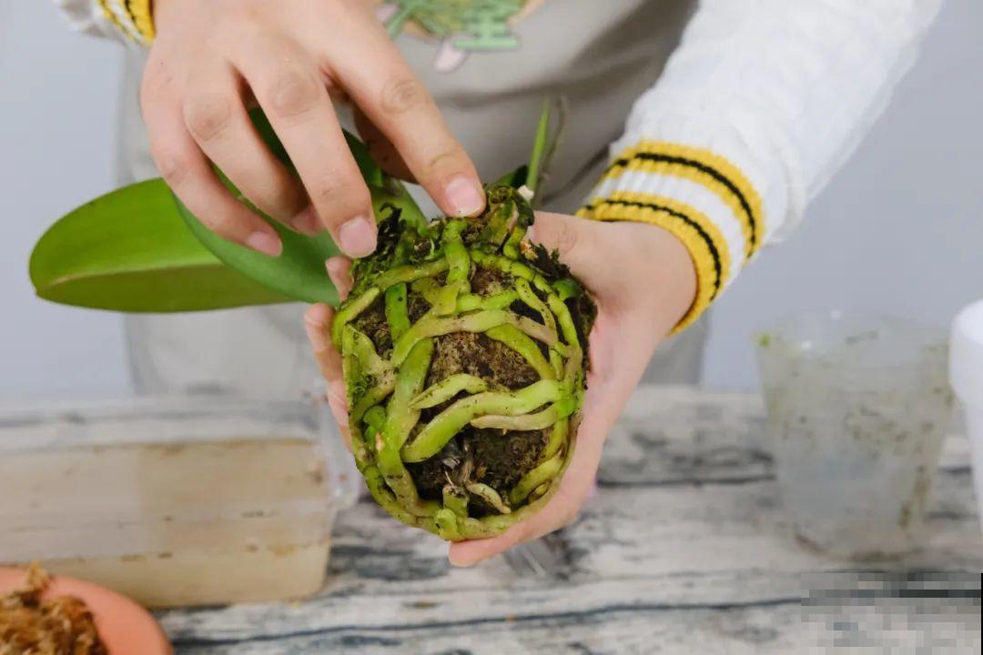 平时的“贵货花”,路边扔了一卡车,赶紧捡回家 平时的“贵货花”,路边扔了一卡车,赶紧捡回家