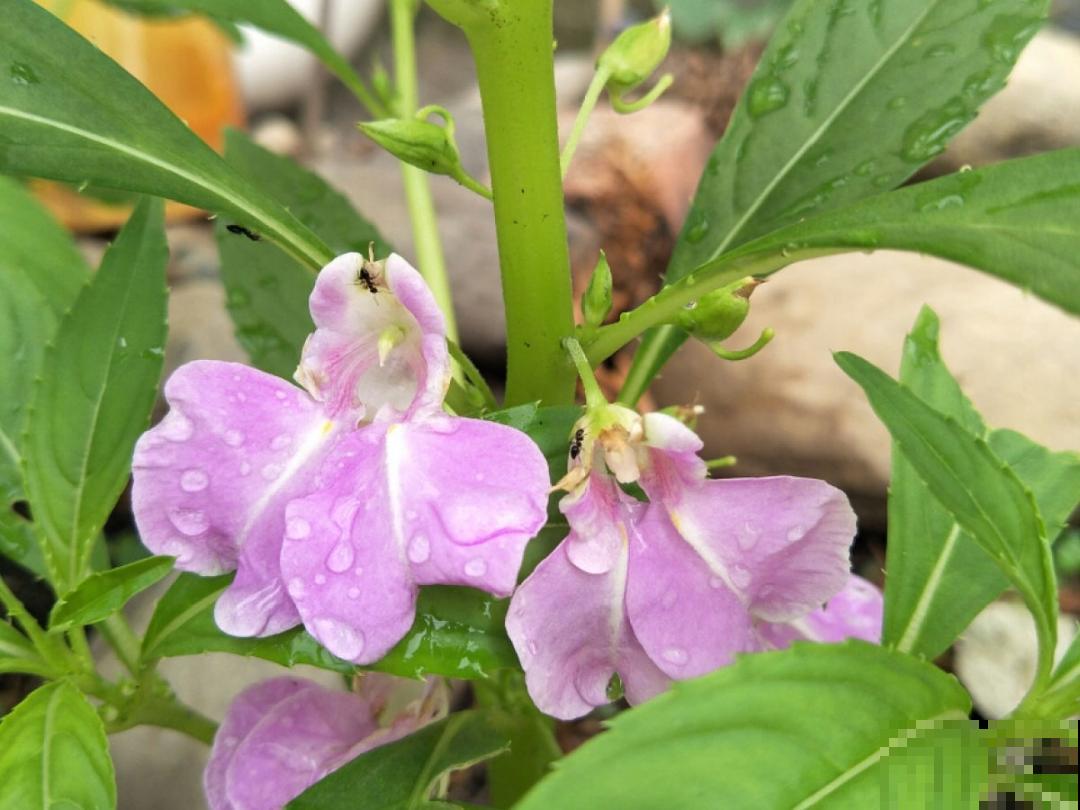 10种花开完不要剪，等20天之后，1盆变多盆