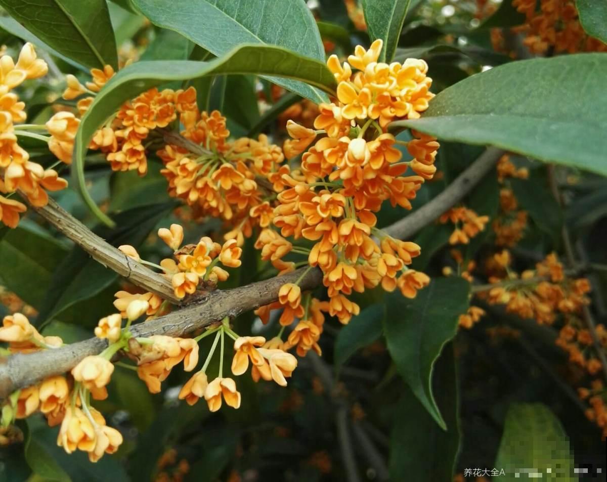 桂花一挪就死，究竟是为啥？