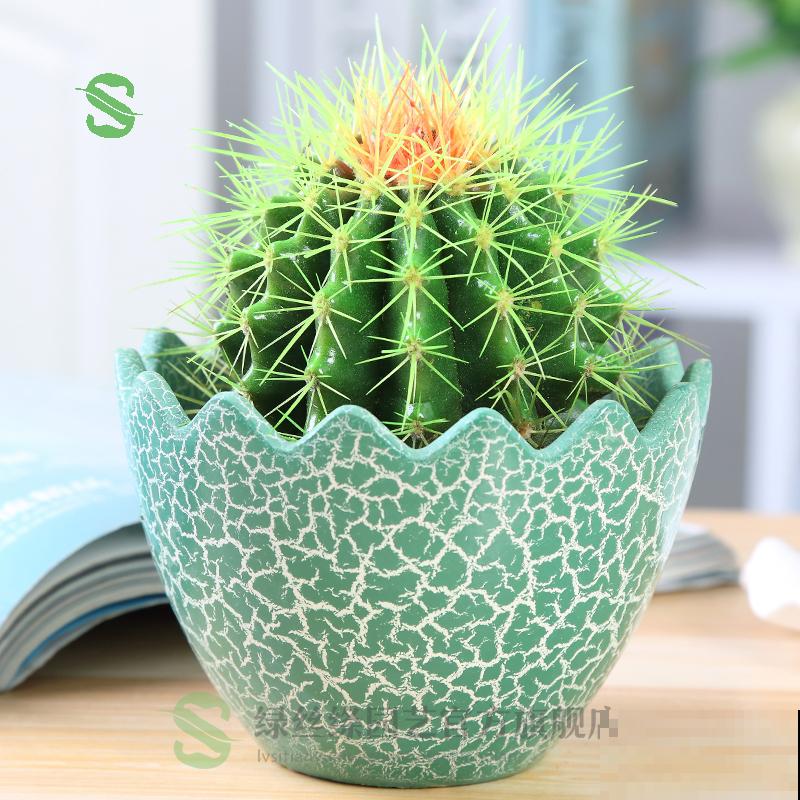 命里带“金”的花，家里养一盆，喜庆吉祥有好寓意