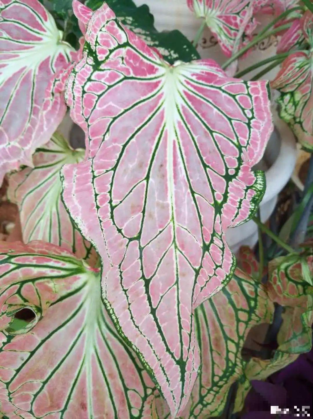 10种花,看着贵气有格调,实际价格很便宜 10种花,看着贵气有格调,实际价格很便宜