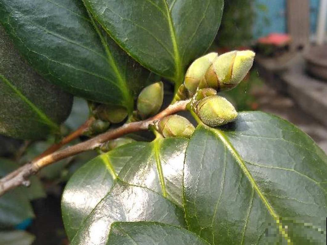 8月后，6种花别修剪，小心以后不开花