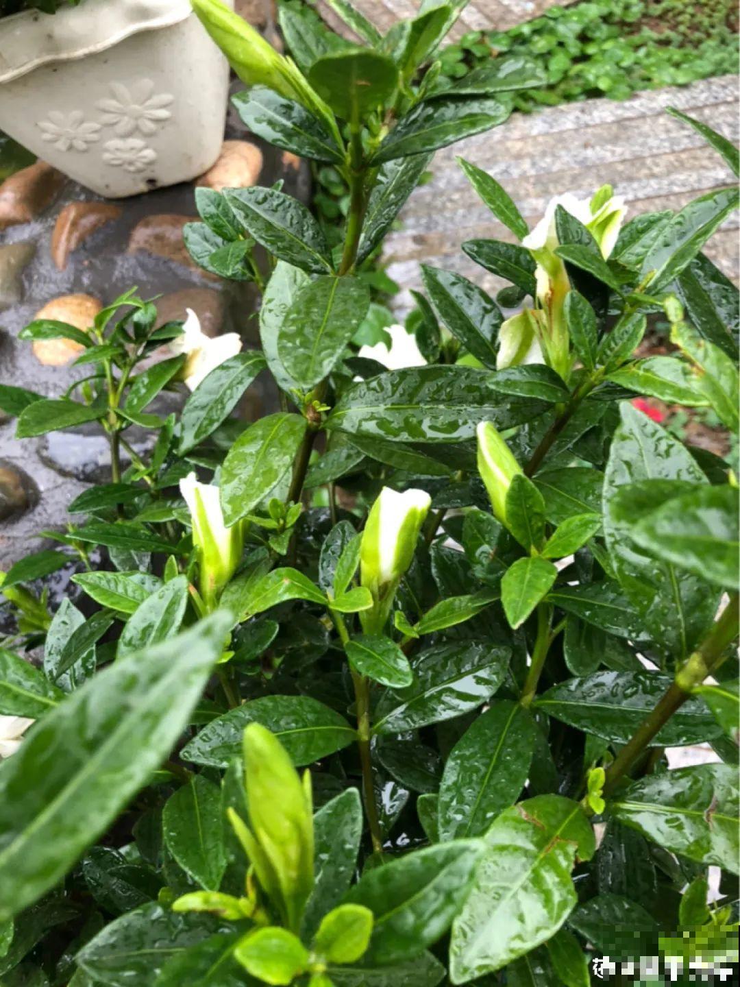最爱淋雨的花,下雨天搬出去,长得更好 最爱淋雨的花,下雨天搬出去,长得更好