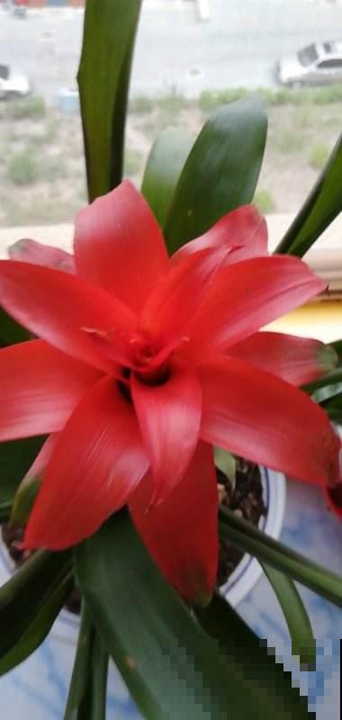 红红火火的“鸿运当头”，在家养一盆，祝愿考生旗开得胜