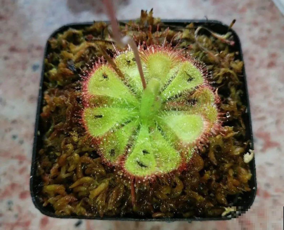 江西无蚊村,种满“驱蚊树”,一年四季没蚊子 江西无蚊村,种满“驱蚊树”,一年四季没蚊子