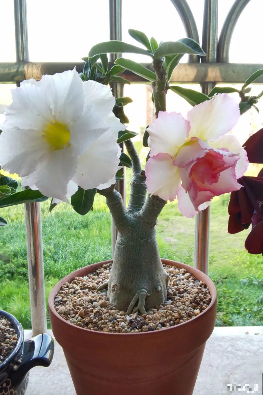 虎皮兰浅盆养，小芽嗖嗖冒，满盆都是新芽