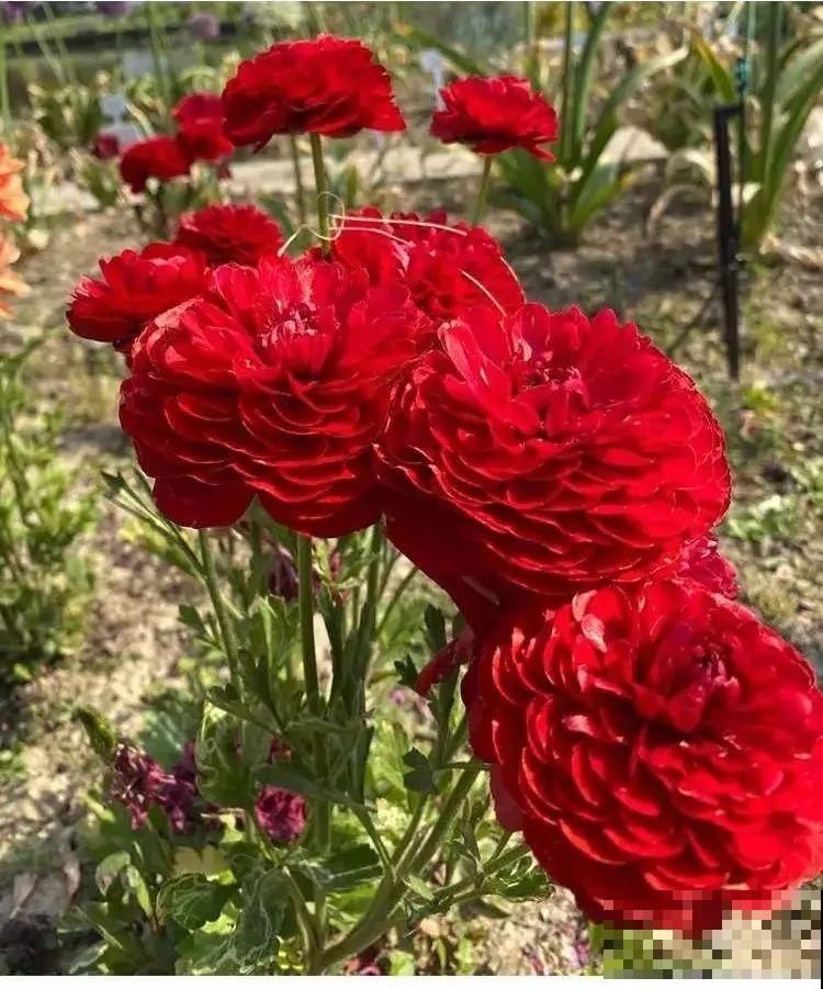 1种花名叫“花毛茛”,开花像是小蝴蝶,颜值超高 1种花名叫“花毛茛”,开花像是小蝴蝶,颜值超高