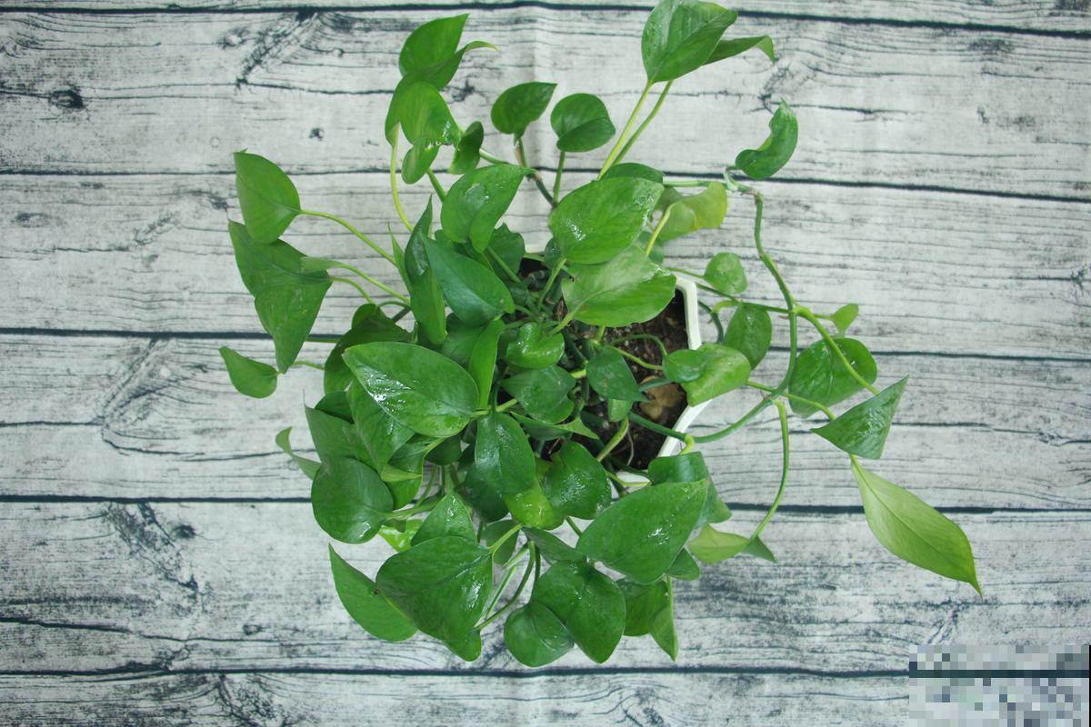 家中空气不清新？养这5种植物，清香怡人