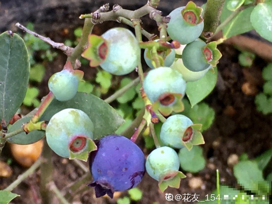 南北方都能养的蓝莓，家里种一棵，果子又大又甜