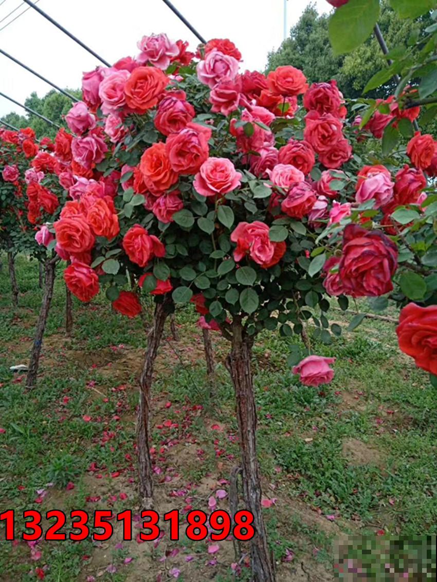 养花入了这仨“坑”,感觉越来越“穷”,你入了哪个坑? 养花入了这仨“坑”,感觉越来越“穷”,你入了哪个坑?