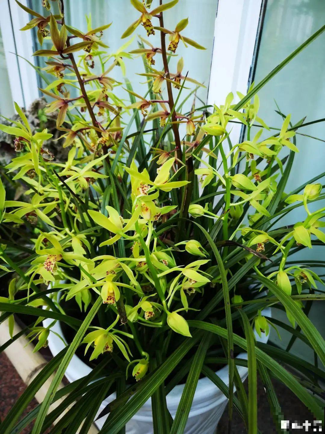 10种花最怕晒，搬进屋里养，不然要死光