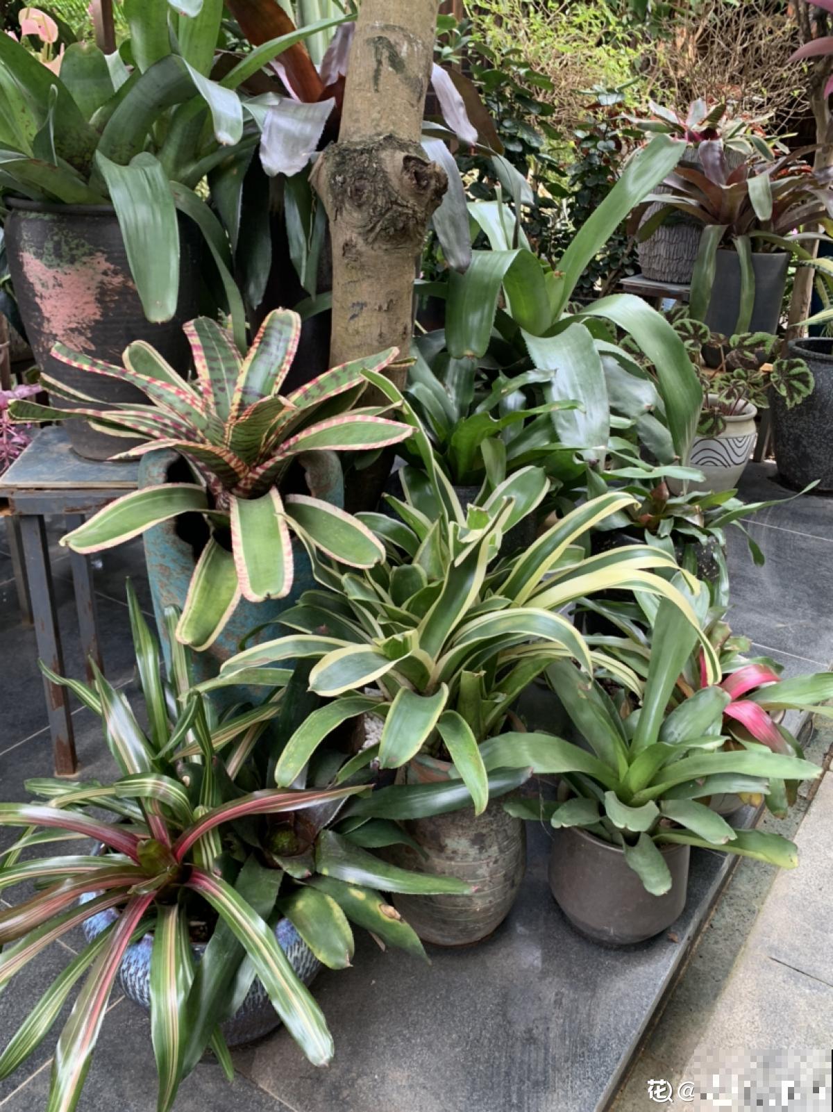 老两口花了一辈子积蓄,买了个郊区别墅养花,住了两年后悔了 老两口花了一辈子积蓄,买了个郊区别墅养花,住了两年后悔了