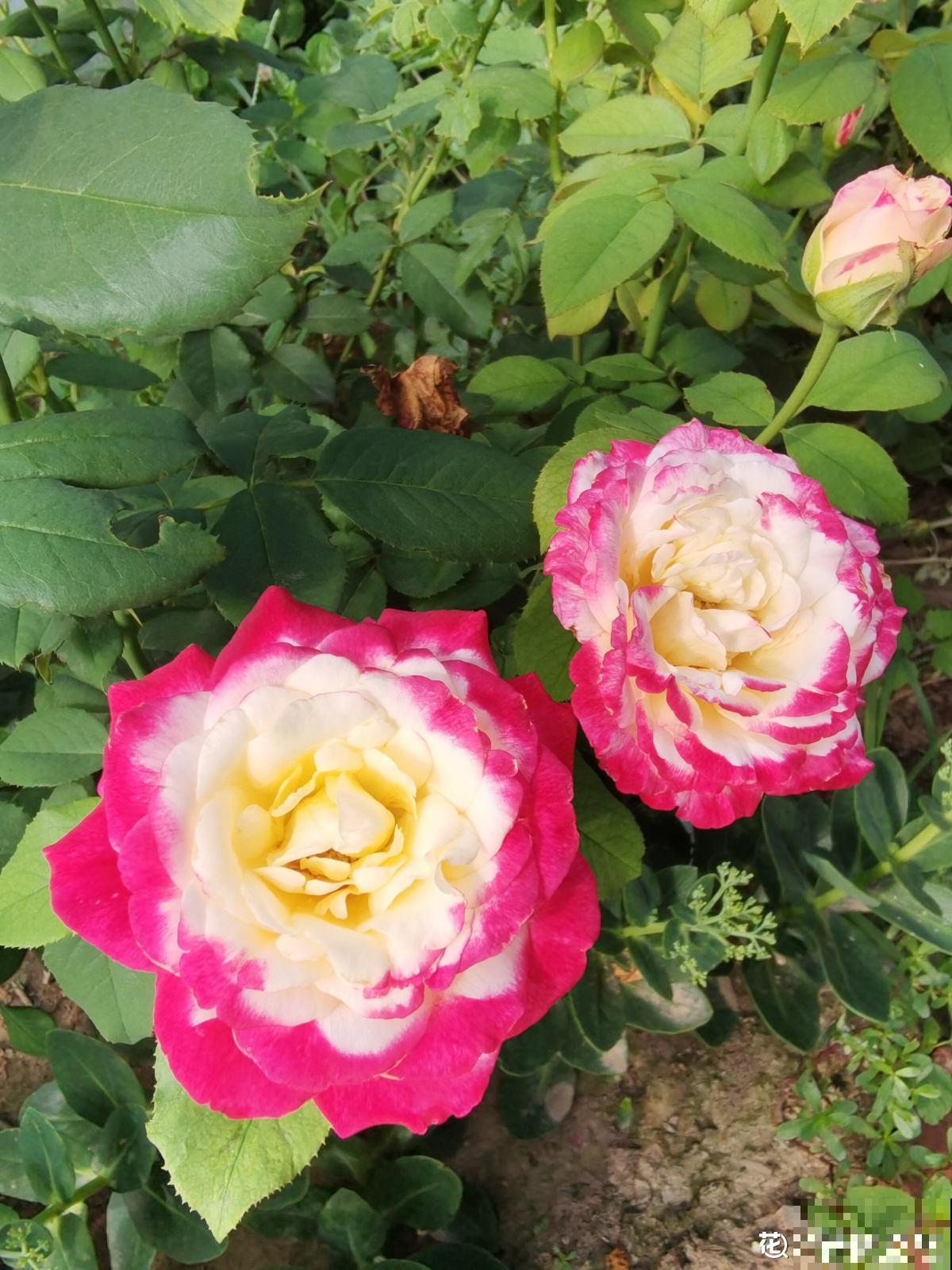 4种花真败好感，“毛病”太多，爱不起来