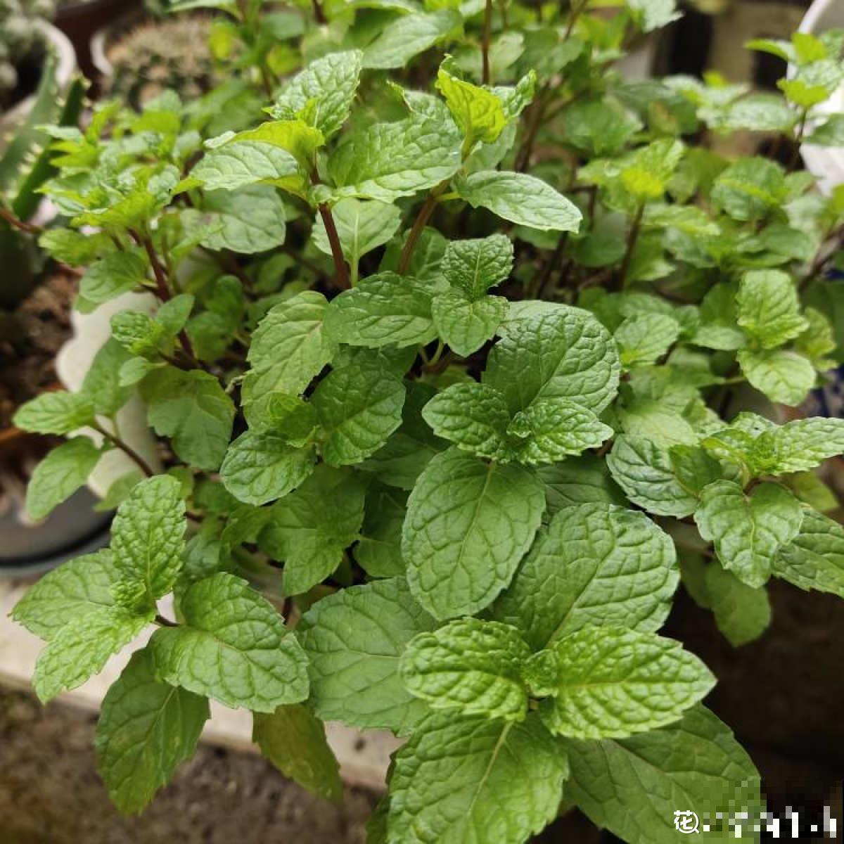 4种花不能惯着,狠狠剪一刀,呼呼冒出“小笋芽” 4种花不能惯着,狠狠剪一刀,呼呼冒出“小笋芽”