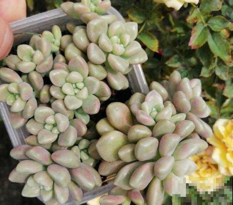 多肉品种那么多，适合露养的也就这几种，赶紧列为首选！