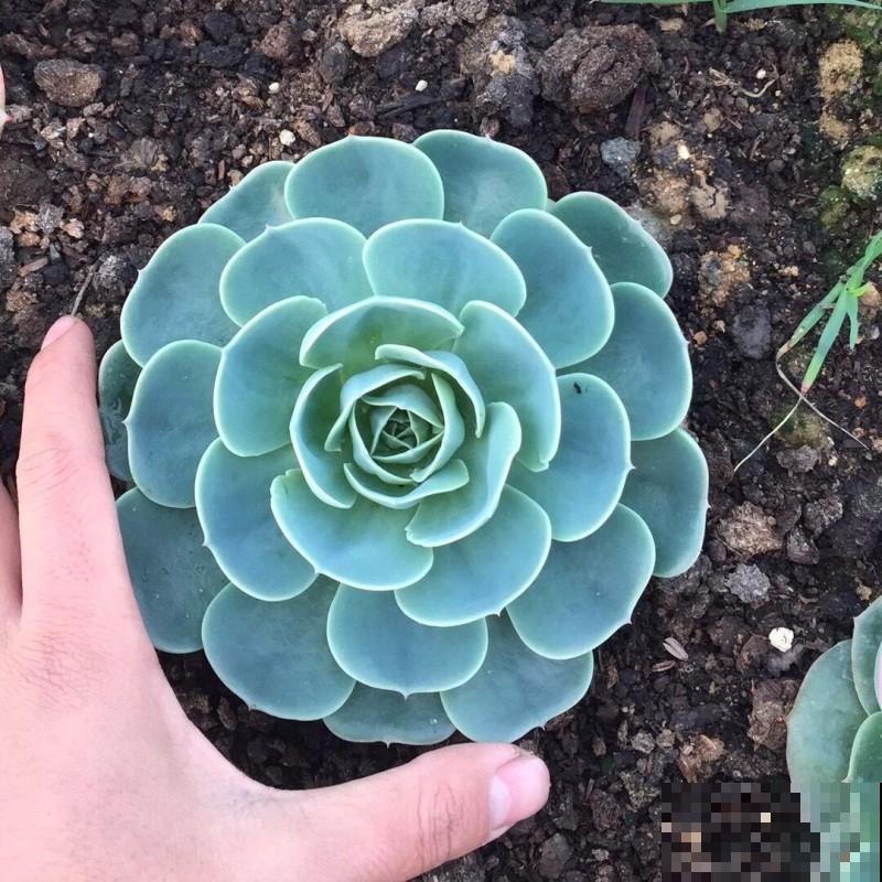 想在夏天养多肉?看看这5种,放在阳台无压力 想在夏天养多肉?看看这5种,放在阳台无压力