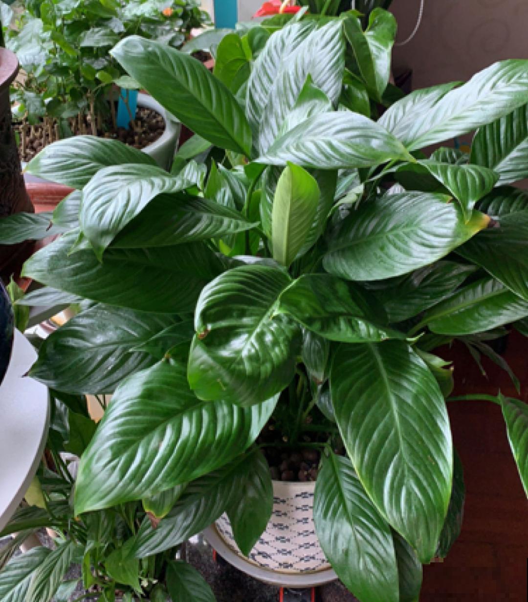 吊兰喝点淘米水，长成“爆炸头”，旺的不得了