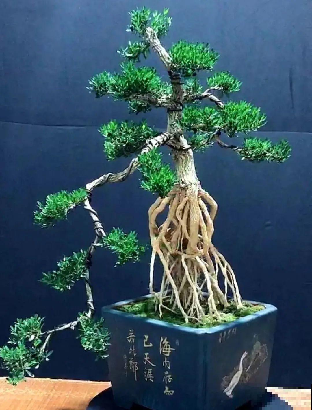 家里养8种花，独特有气质，还有满满安全感