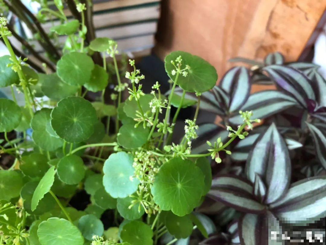 百合开花后，养分消耗太大，补充肥料是关键