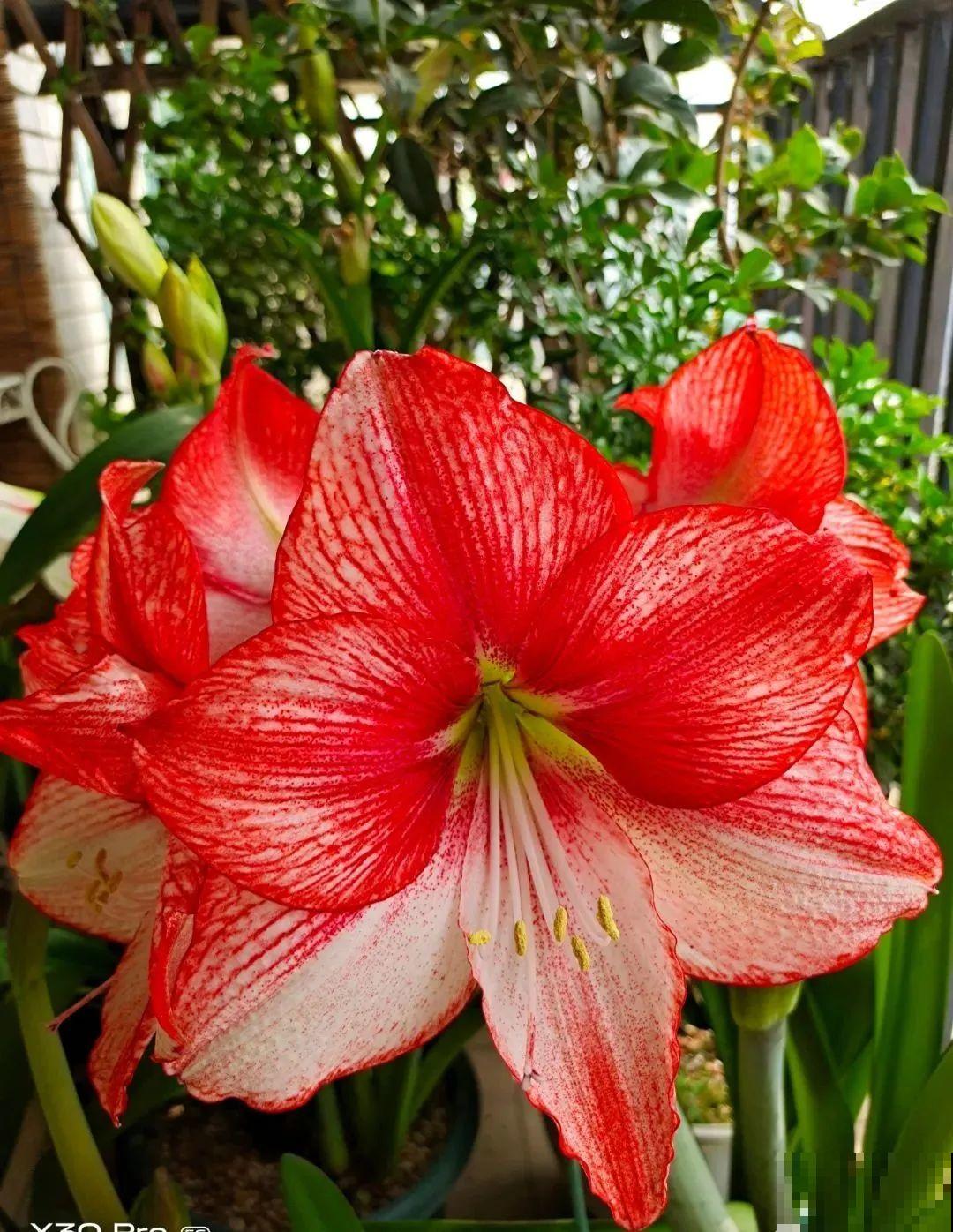 家里养盆朱顶红，开花个个比脸大，牛年养它“注定红”！