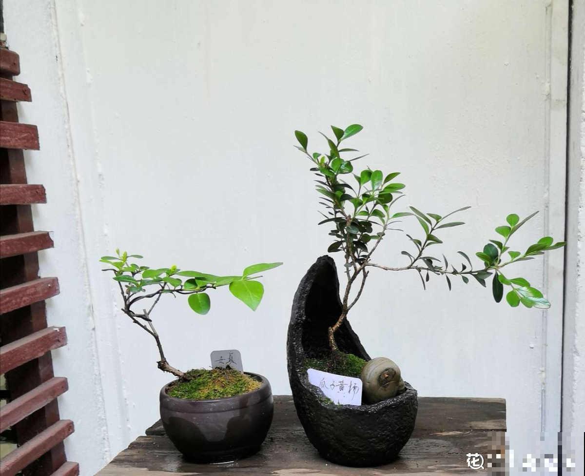 适合做盆景的植物，还得是瓜子黄杨，养护省心不麻烦