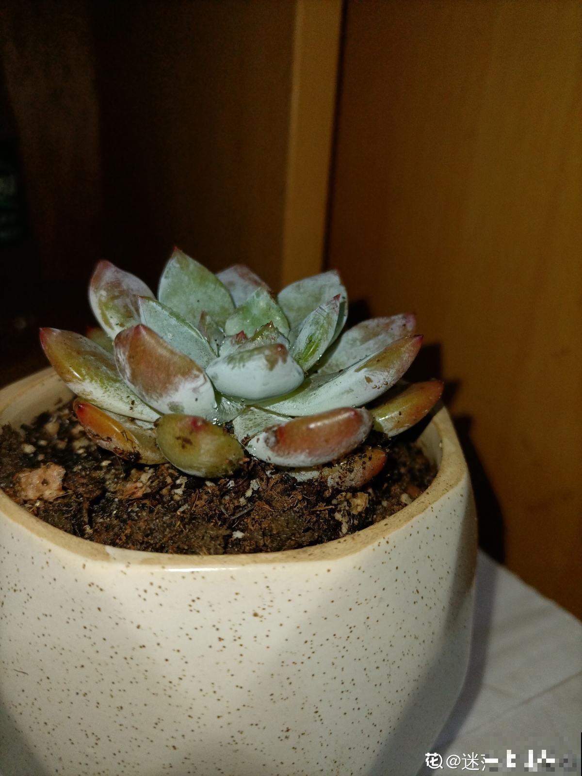 养花8年,总结出6个“坑”,早看早避开 养花8年,总结出6个“坑”,早看早避开