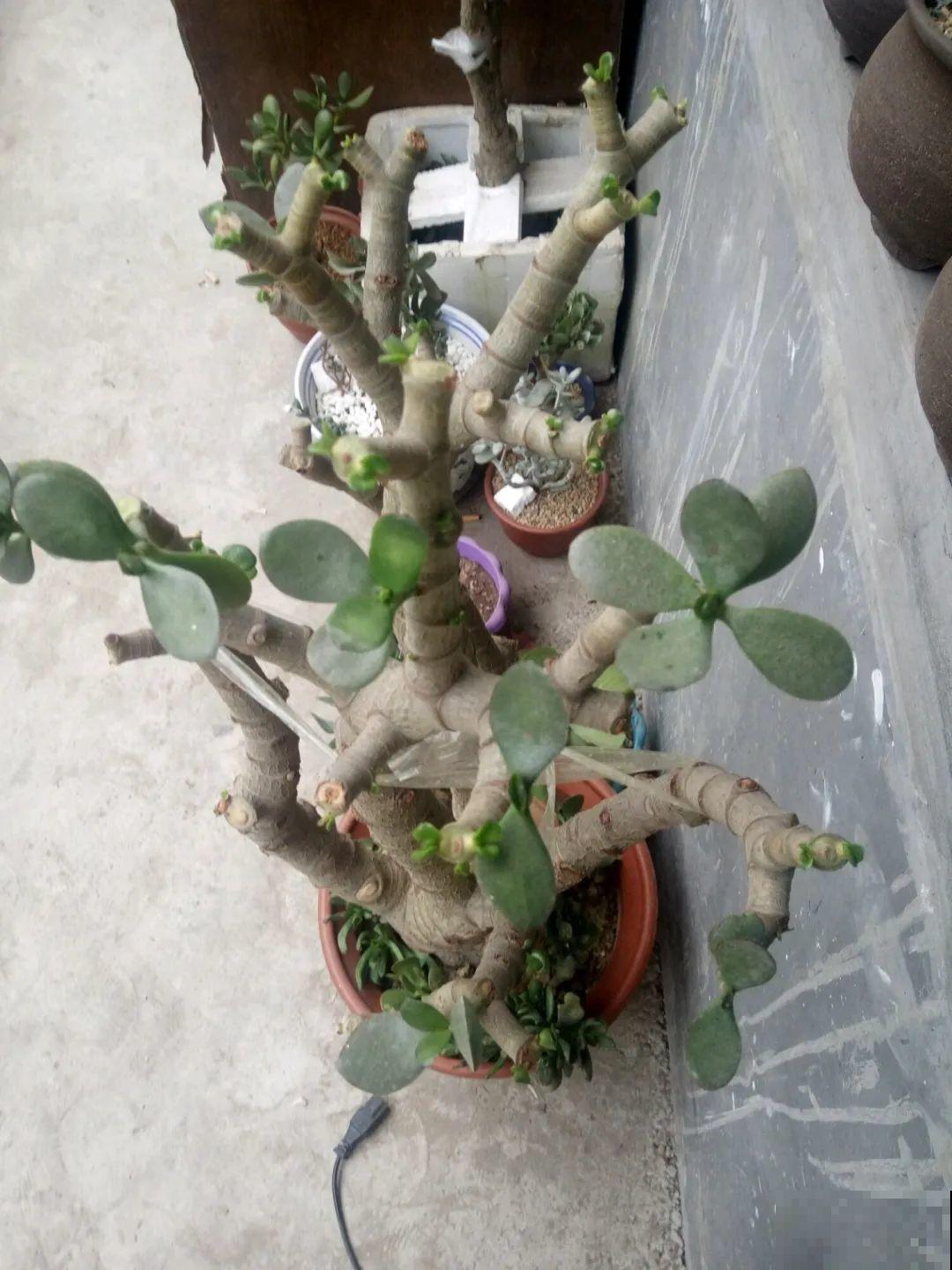 平时的“贵货花”,路边扔了一卡车,赶紧捡回家 平时的“贵货花”,路边扔了一卡车,赶紧捡回家