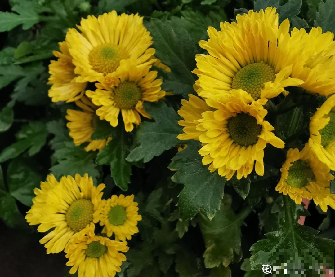 10种“脏脏”花，爱干净的人别养，会招虫子