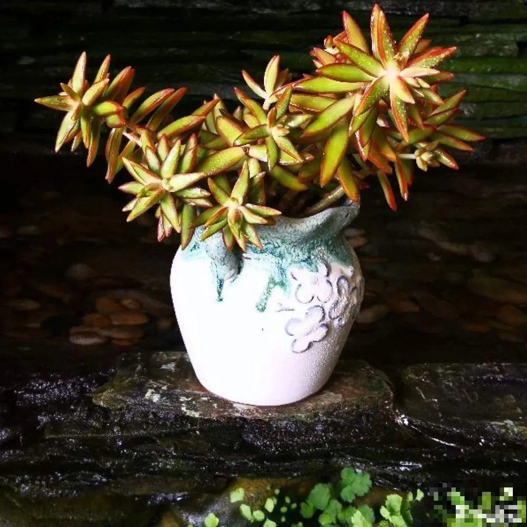 夏天养多肉，别人的绿徒摊，她的却美萌艳，太美了