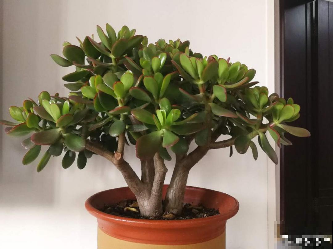 30℃以上，10种花就先别养了，买一盆死一盆，别怪我没提醒你