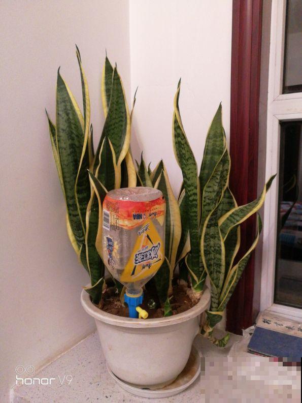 补水也有“窍门”，学会了植物能喝饱，整个秋天长得壮