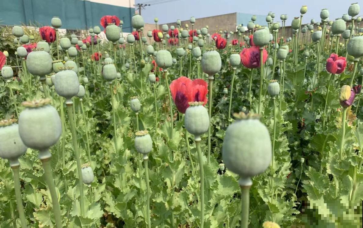 1种花一定要认识，千万不能种家里，容易惹来大麻烦