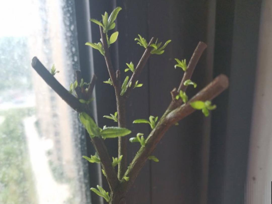花成了光杆司令，剪一刀撒点药，很快冒新芽