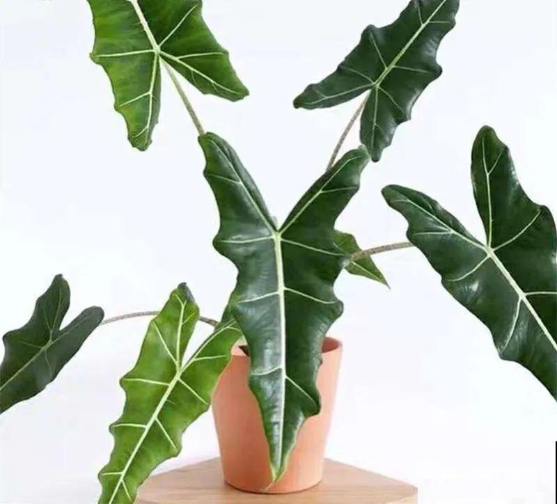 大叶子耐阴花，室内一定养，叶子比脸大，真凉快