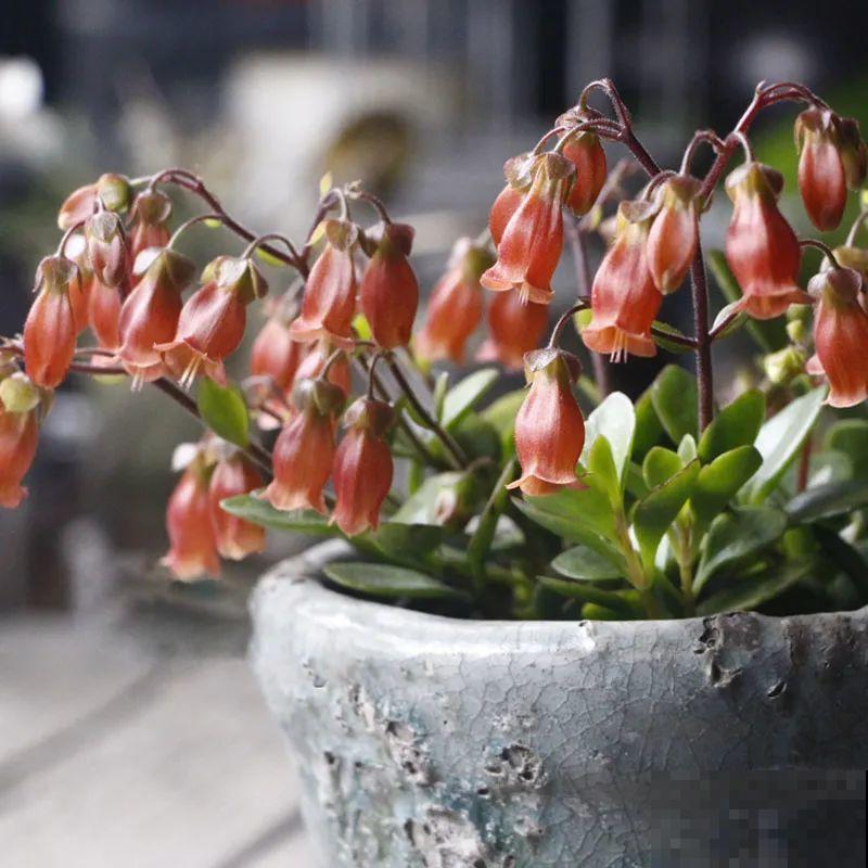 卫生间里养盆蕨，净化空气，满眼绿意