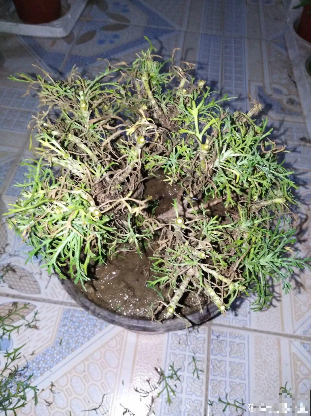 6种花夏天难养，贴土面砍一刀，新芽呼呼冒