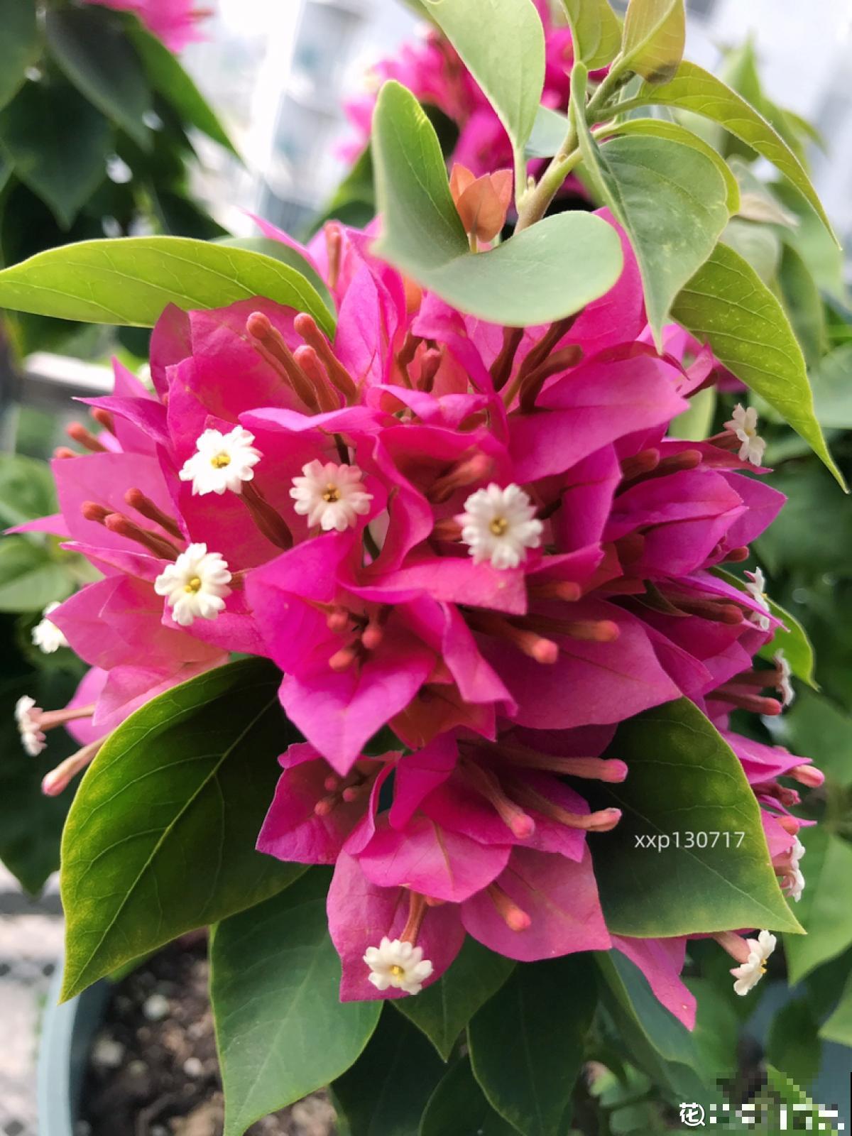 4种花不能惯着,狠狠剪一刀,呼呼冒出“小笋芽” 4种花不能惯着,狠狠剪一刀,呼呼冒出“小笋芽”